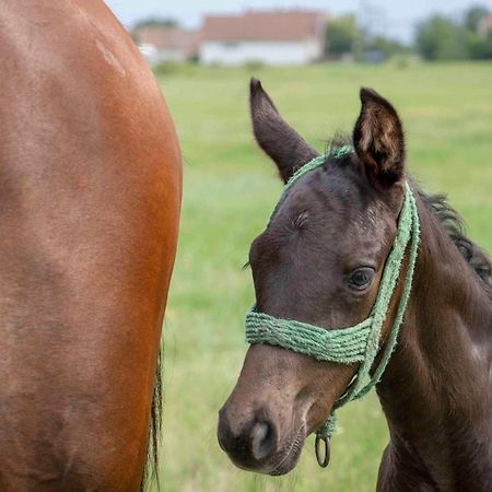 Hajdu Lovasudvar Hortobágy Buitenkant foto