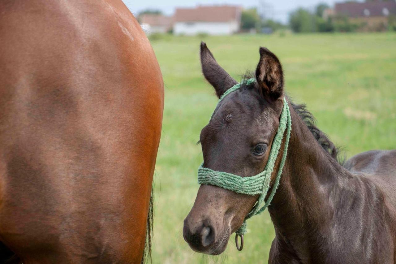 Hajdu Lovasudvar Hortobágy Buitenkant foto